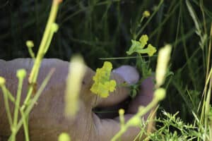 Kärringtandens underbara blommor i närstudie.