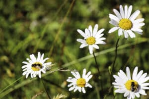 Prästkragar med pollinatörbesök.