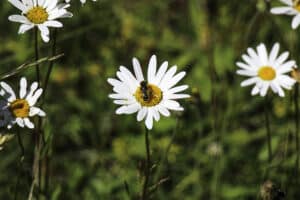 Prästkrage med pollinatörbesök.