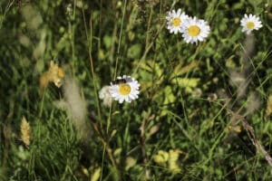 Prästkragar med pollinatörbesök.