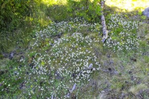 En matta av kattfot går bara att hitta i välskötta naturbetesmarker.