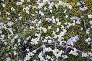 Vitblommiga kattfötter i full blom.