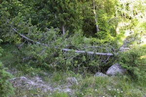 Gammal, vindfälld en