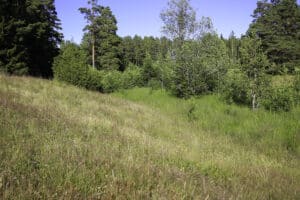 Friskängssluttning med naturlig övergång i översilad våtäng.