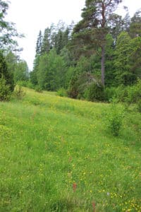 Friskäng i högsommarskrud.