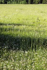Betesvall översållad av vitklöver med den söta klöverdoften som smyger sig över landskapet.