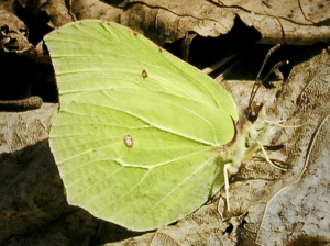 Citronfjärilen – vår nationalfjäril.