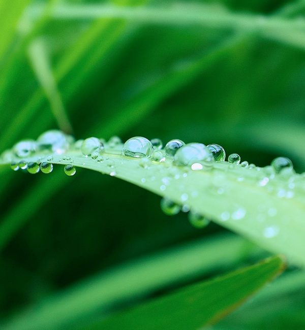 Green grass1000 Green grass1000
